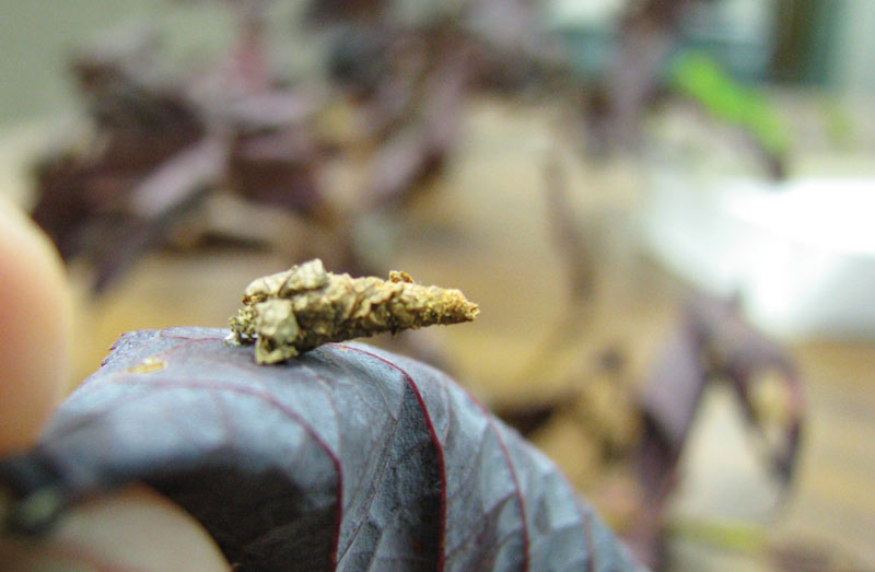 Protect trees and shrubs from ‘super pests’ Bagworms