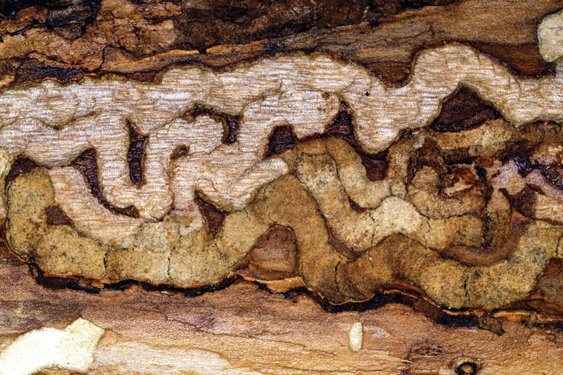 Protect trees and shrubs from ‘super pests’ Emerald ash borer damage