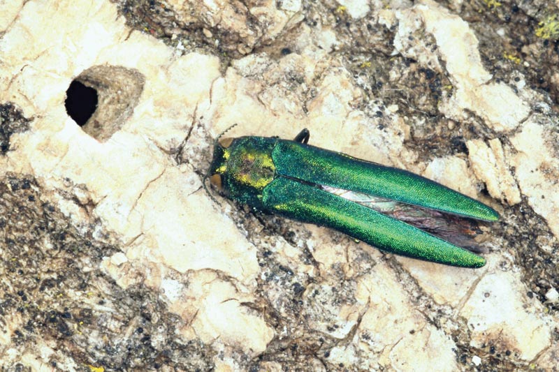 Protect trees and shrubs from ‘super pests’ Emerald ash borer