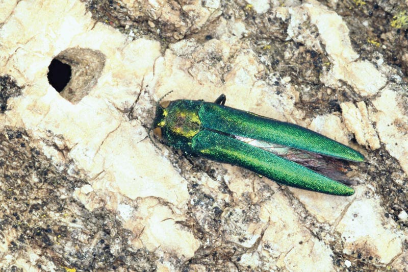 Emerald ash borer