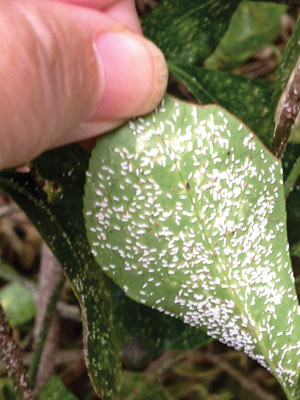 Euonymus scale