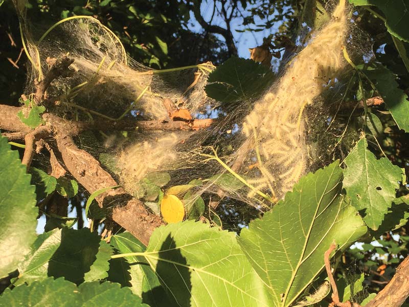 Fall webworms