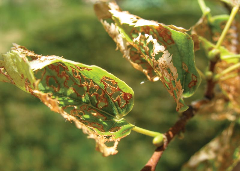 Japanese beetle damage