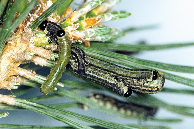 Pine sawfly larvae