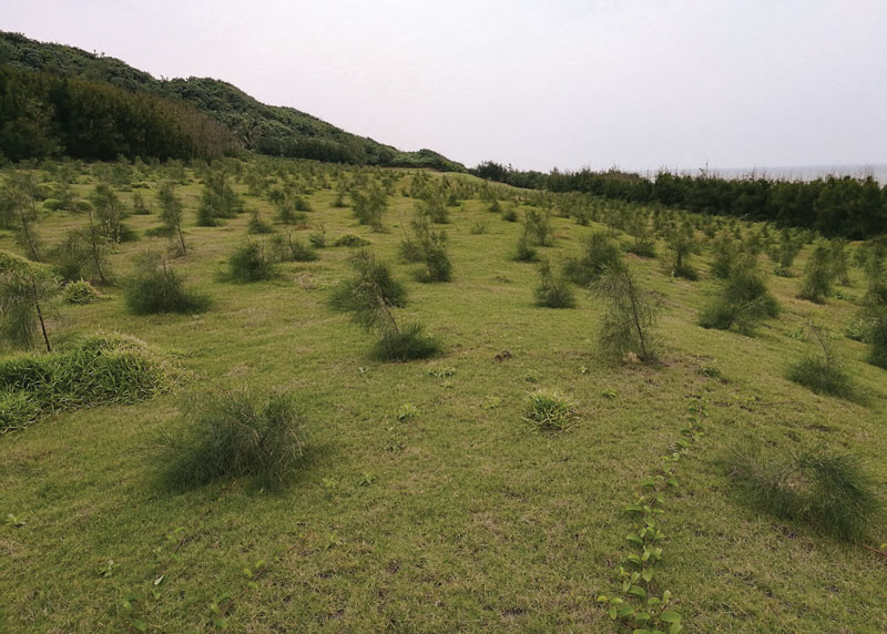 Golf courses without maintenance Planted golf hole