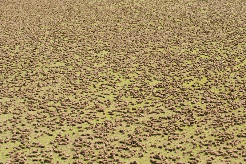 The hole story: Turf managers talk aerification Pulling cores