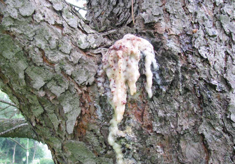 Protect trees and shrubs from ‘super pests’ Zimmerman pine moth symptoms