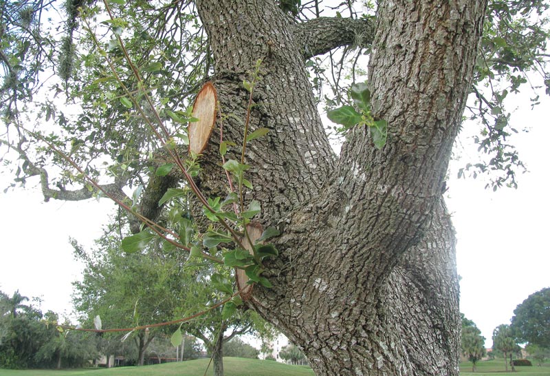 Bad tree limb removal