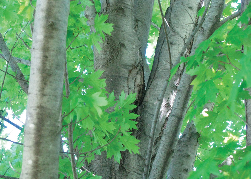 Co-dominant tree limbs