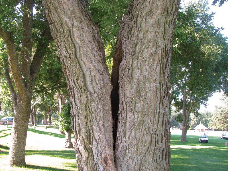 Golf course tree care: Do this, not that Cracked tree golf course