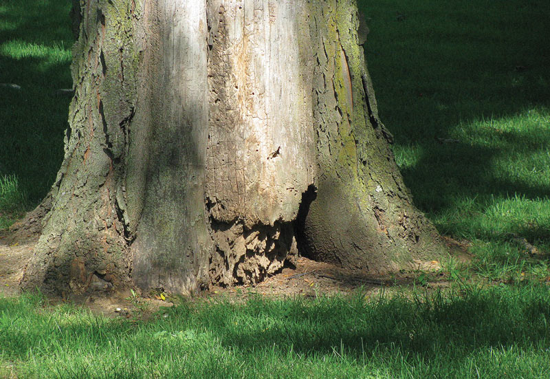 Golf course tree decay