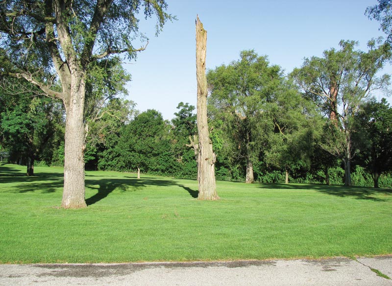 10 functions of golf course trees Habitat trees golf