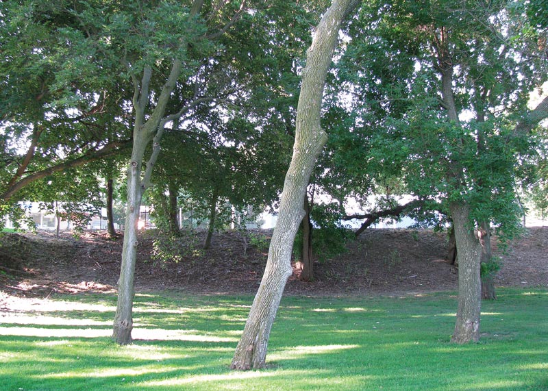 Golf course tree care: Do this, not that Leaning tree golf course