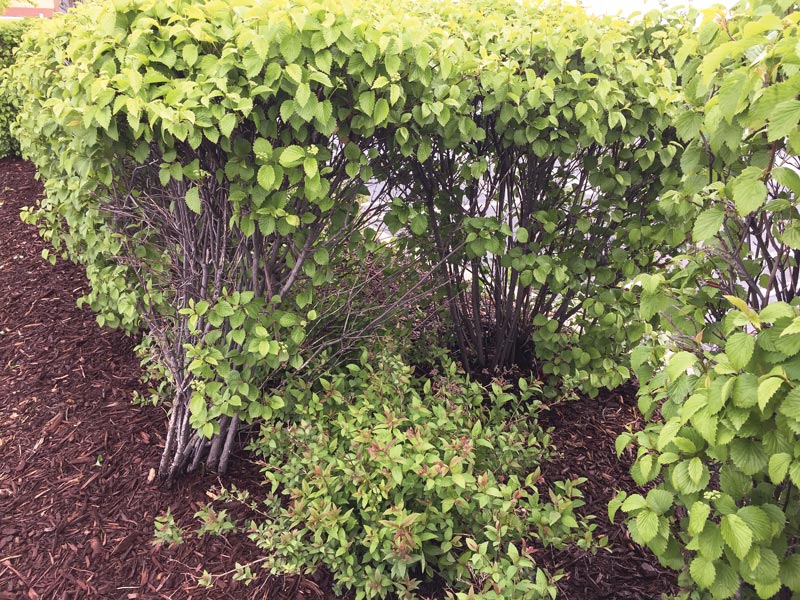 Maintaining golf course hedges