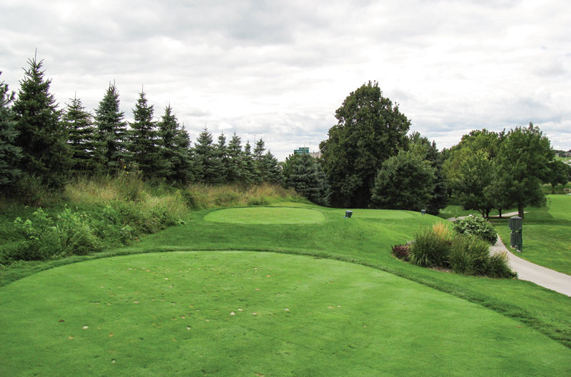 Screening trees golf course