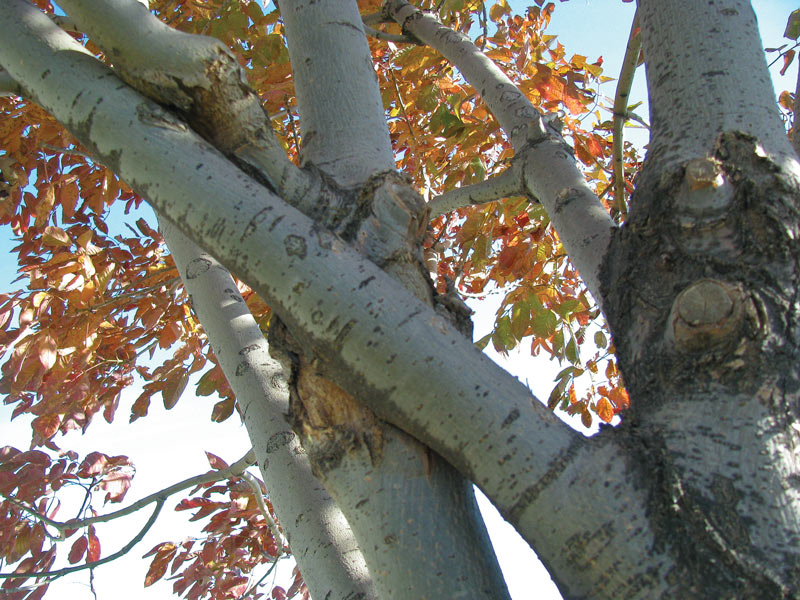 Golf course tree care: Do this, not that Tree branch health