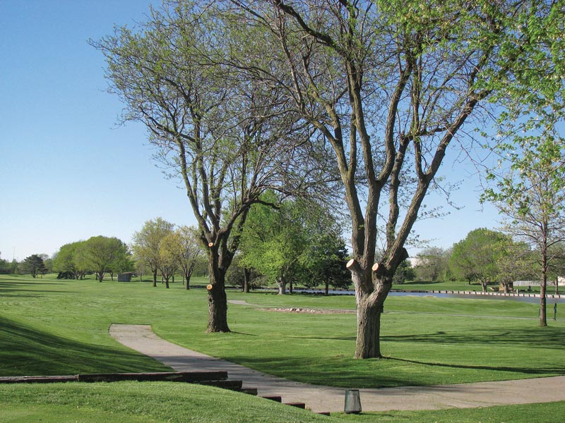 Golf course tree care: Do this, not that Tree branch removal