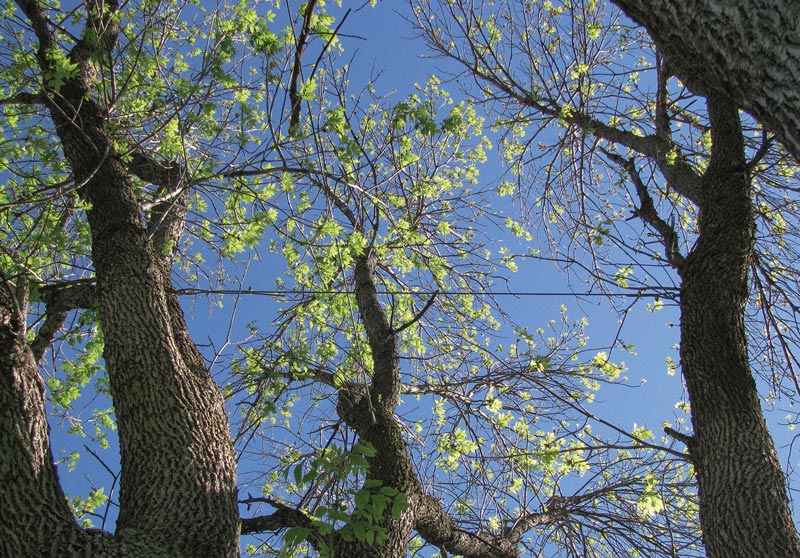 Tree cables stabilize