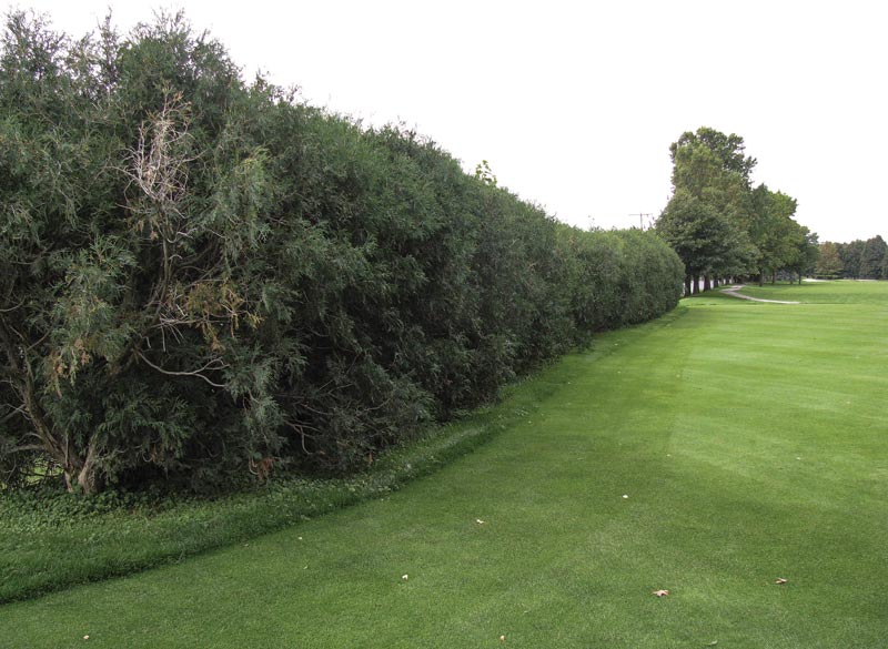 10 functions of golf course trees Trees for screen