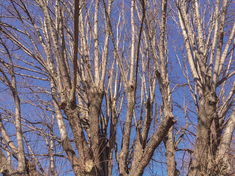 Golf course tree care: Do this, not that Trim tree height