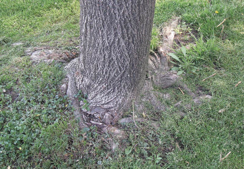 Golf course tree care: Do this, not that Turf tree stem girdling roots