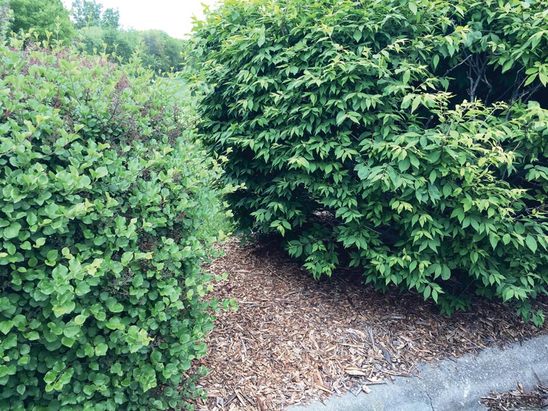 Tips to improve hedges on the golf course Wood chips for hedges