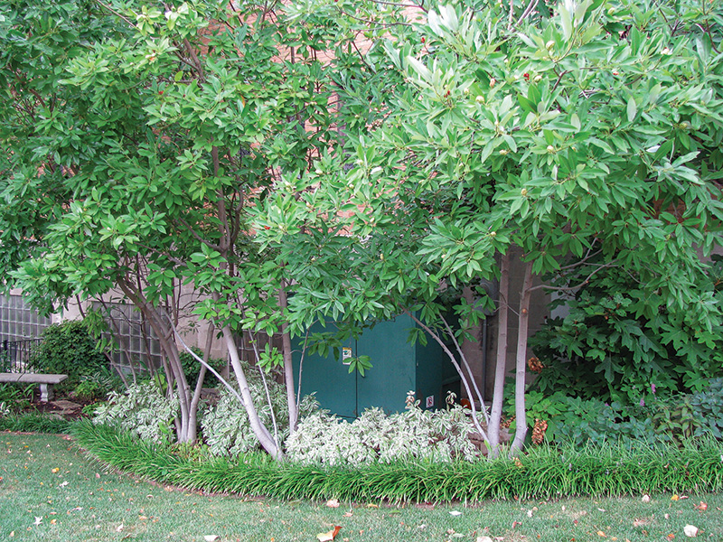 Plant grouping