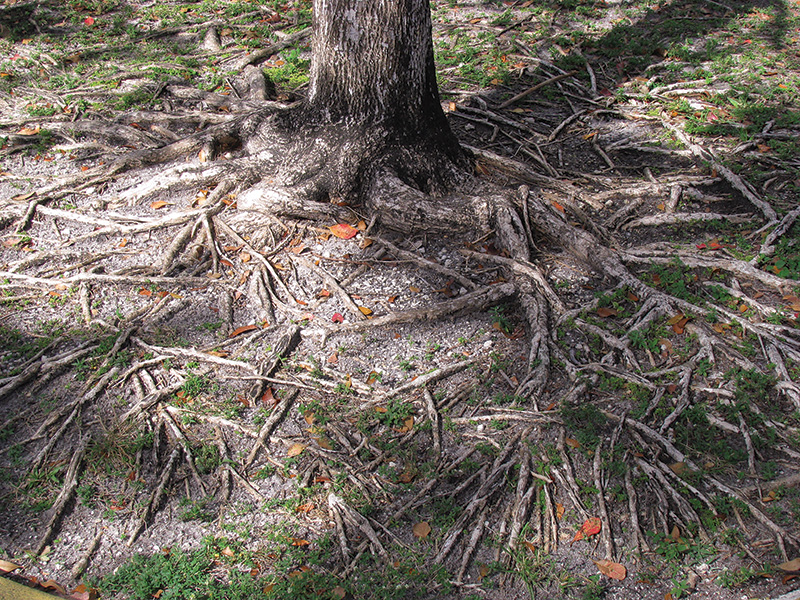 tree roots