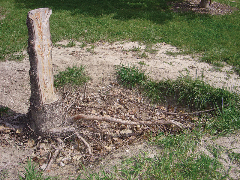 illustration of tree roots