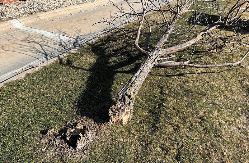 illustration of tree roots