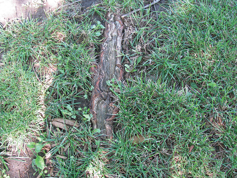 illustration of tree roots