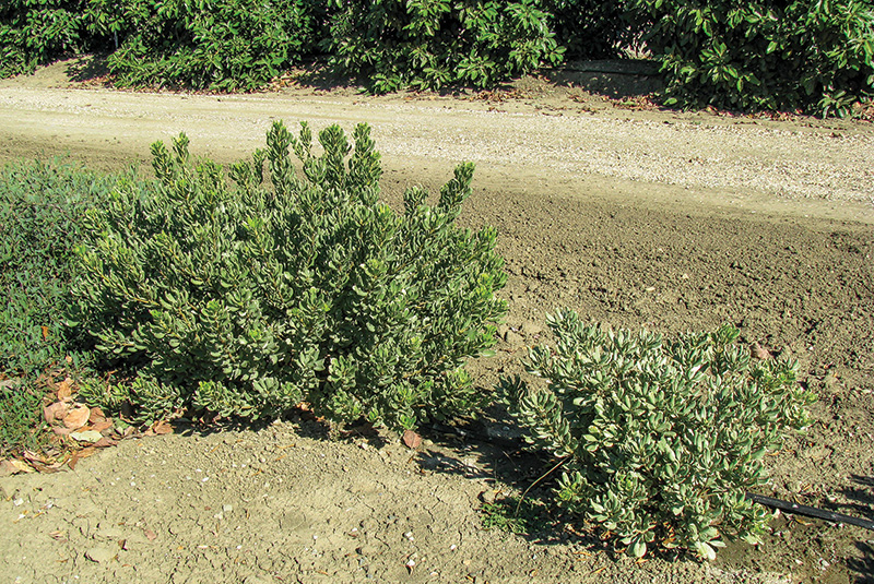 Aerial view of Ghost Creek golf course