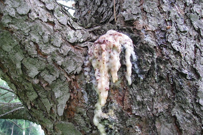 Aerial view of Ghost Creek golf course