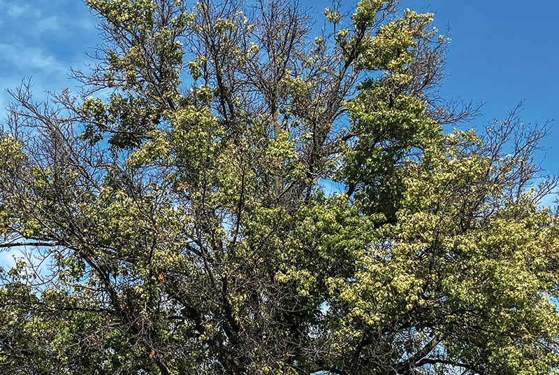 Aerial view of Ghost Creek golf course
