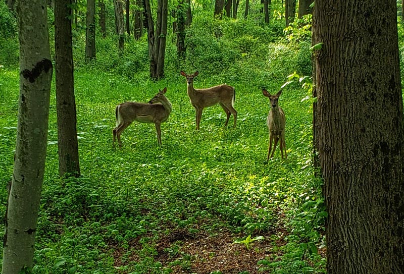 Golf course deer