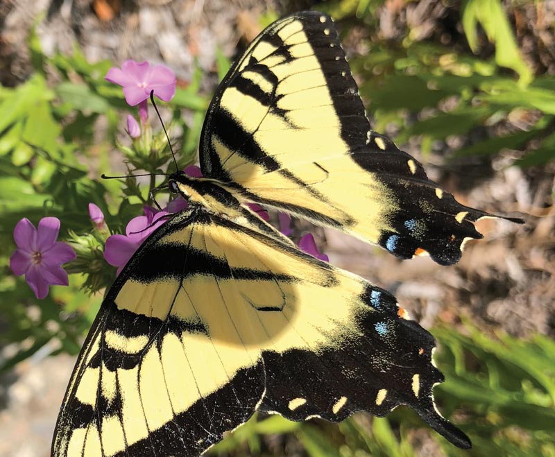 Tiger swallowtail butterfly