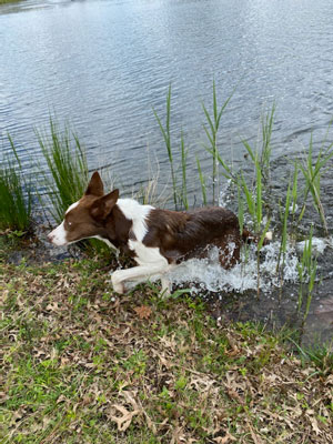 Hot diggity: Goose dog makes a splash at new golf course home Border collie golf course