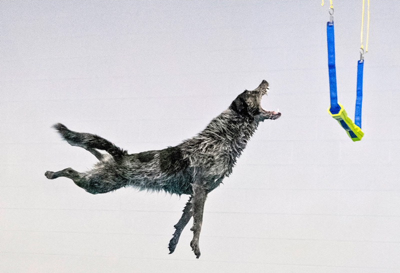 Top (dock-diving) dog Diving dog Marbles