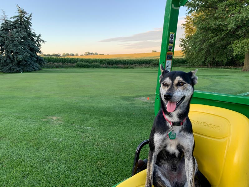 Golf course dog hero