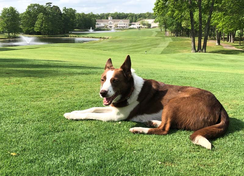 Hot diggity: Goose dog makes a splash at new golf course home Golf course dog