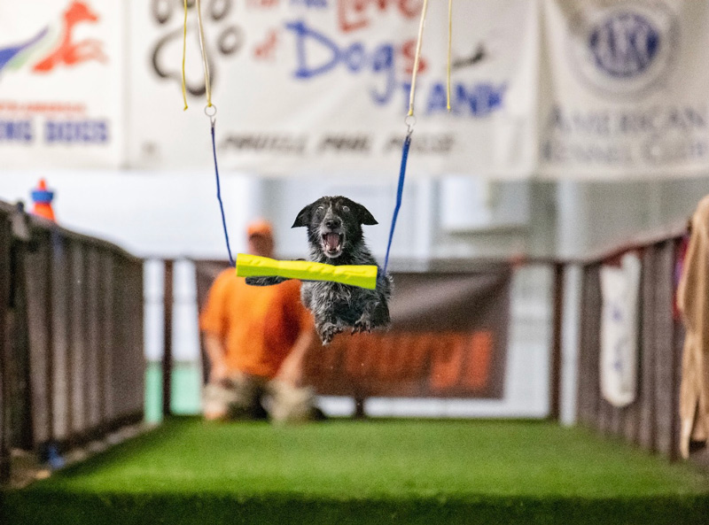 Marbles diving dog