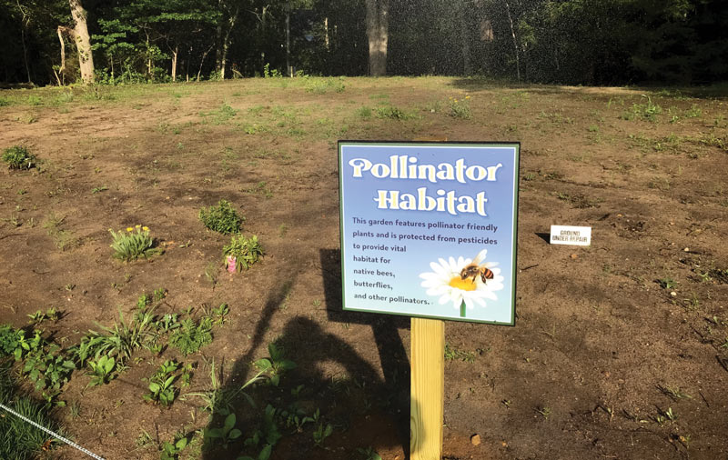 Mink Meadows pollinators