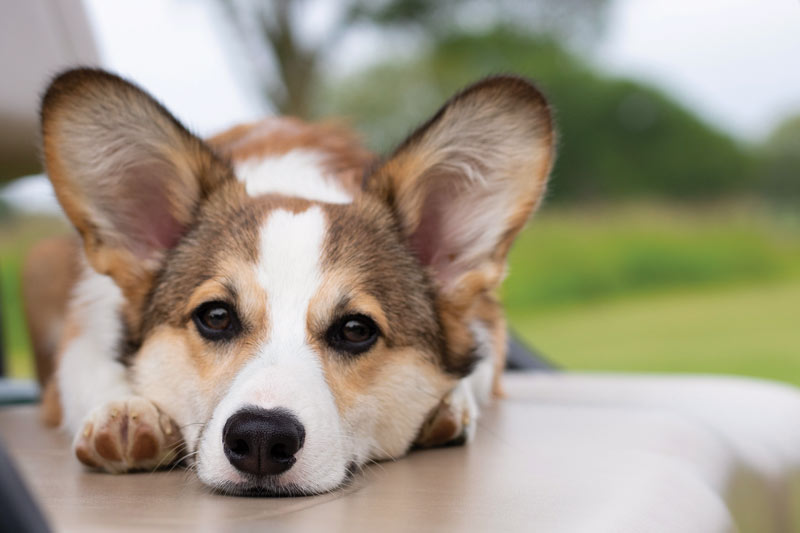 Golden retriever George named 2020 Dog of the Year Onwentsia Club