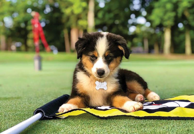 Golden retriever George named 2020 Dog of the Year Reunion Golf Country Club