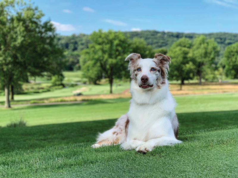 Saucon Valley Country Club