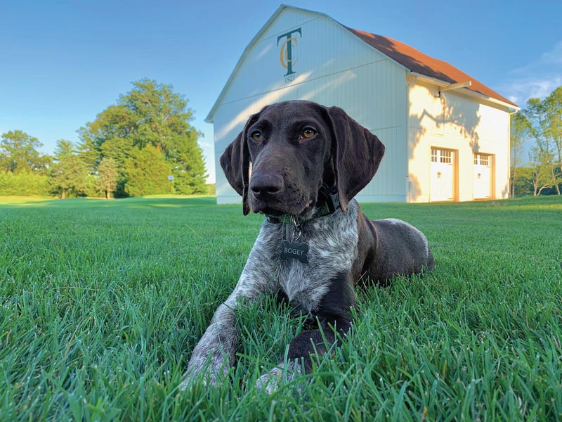16 turf dogs to lift your spirits Tavistock Country Club