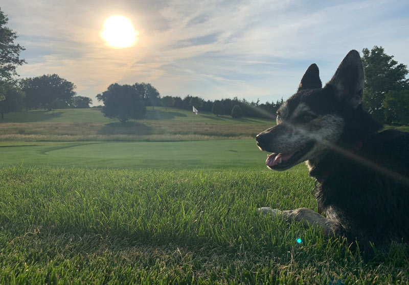 A turf dogâs heroic deed Turf dog hero