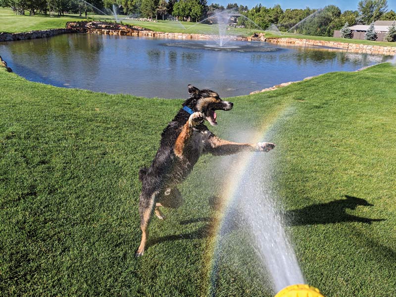 16 turf dogs to lift your spirits Willow Creek Country Club