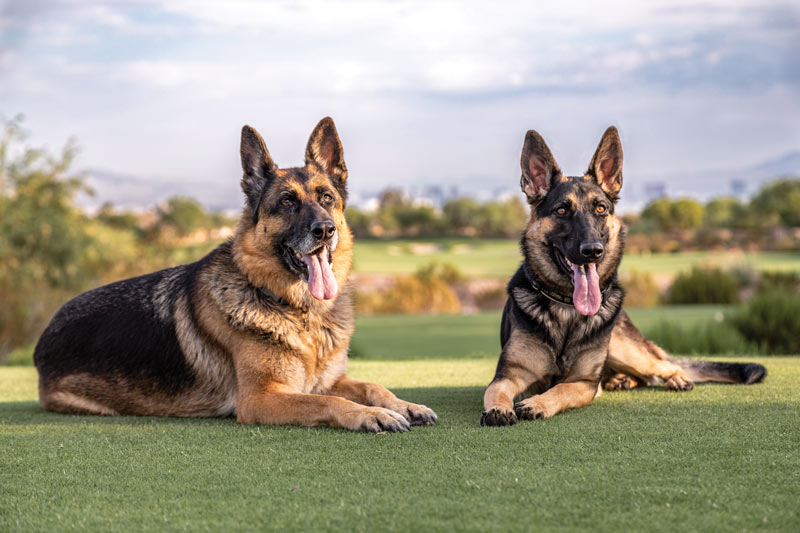 17 dogs living their best turf life Anthem Country Club