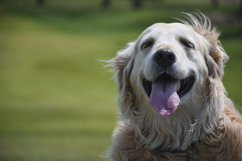 17 dogs living their best turf life Brantford Golf Country Club